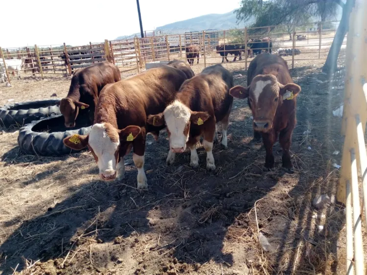 Logran ganaderos sonorenses exportación récord