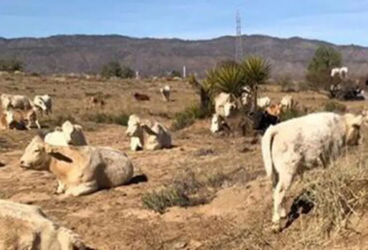 Ganaderos esperan apoyos