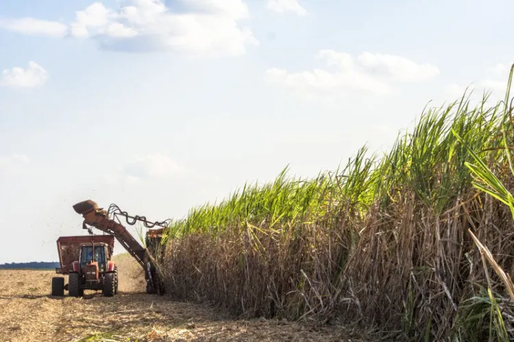 Azucareros mexicanos prevén menores exportaciones a EU