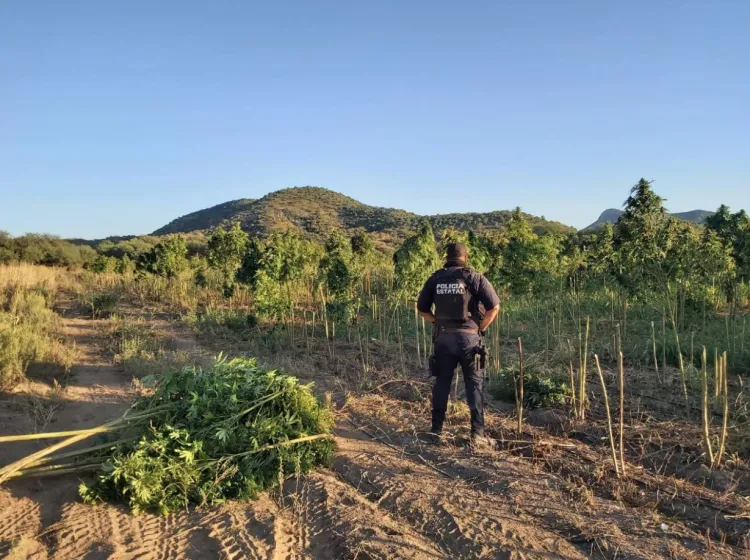 Destruyen plantío de marihuana en Magdalena