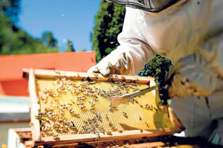 Pandemia azota a apicultores