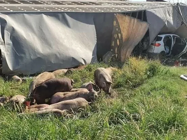 Vuelca tráiler con cerdos y le cae encima a vehículo