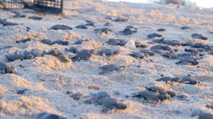 Nacimientos de tortugas  se cuadriplican en Sonora