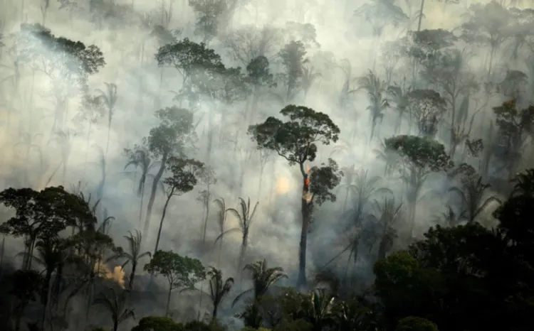 Destruir biodiversidad provocará pandemias más graves que la de covid-19: estudio