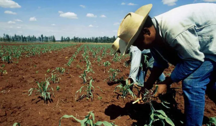 “Peligra campo sonorense por falta de apoyo federal”