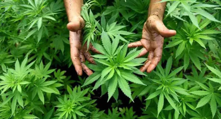 Industria de la marihuana pudiera generar entre 6 y 10 mil mdd al año