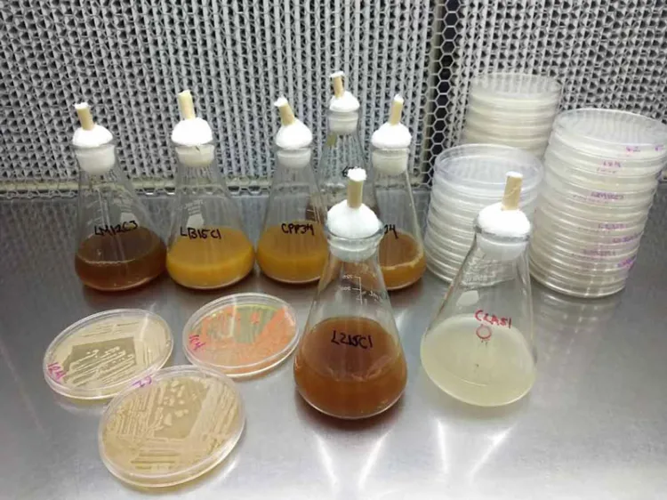 Estudia IPN bacterias que afectan al sistema endócrino