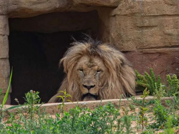 Cuatro leones se contagian de Covid en zoológico de España