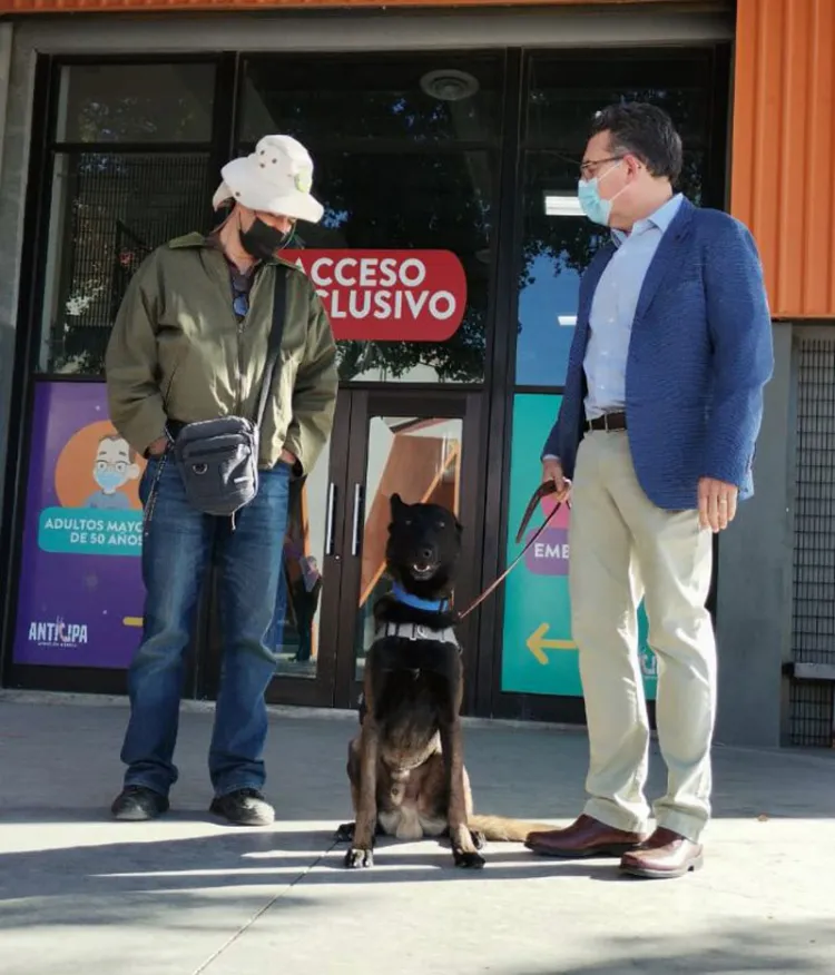 Iniciarán en Sonora fase de prueba caninos detectores de COVID-19