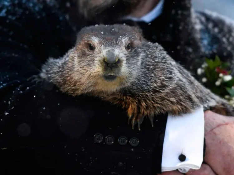 Marmota “Phil” predice que el invierno será largo