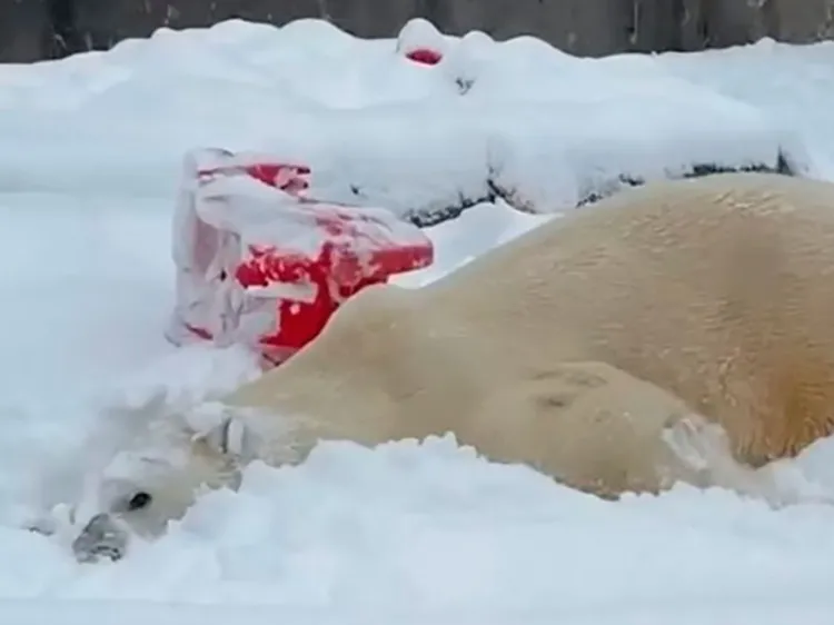 Captan a oso polar disfrutando de nevada que mantiene en caos EU