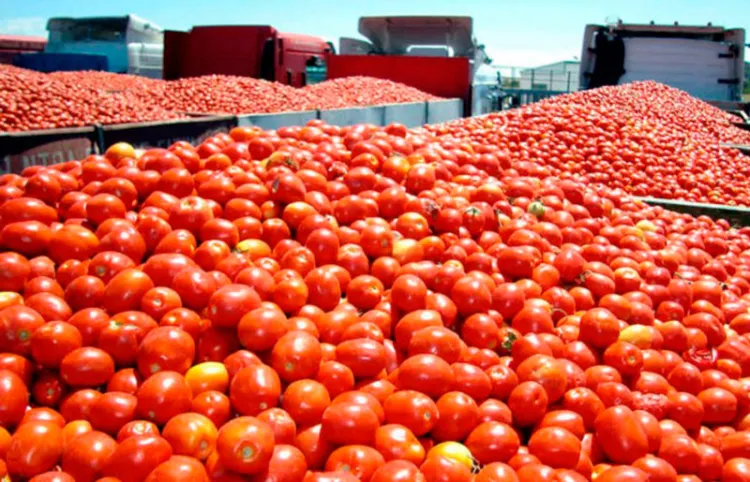 Aumentan producción de jitomate a base de cera de cochinilla