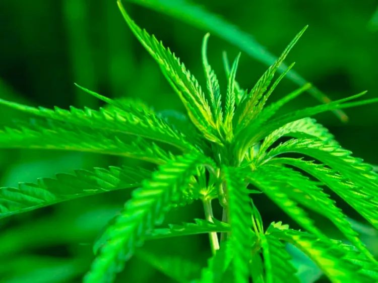 Cannabis, alternativa sustentable para materias primas