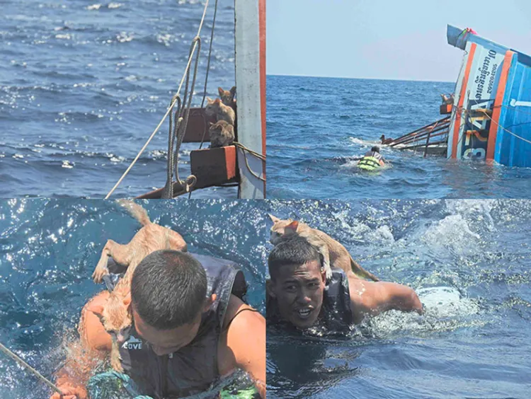 Rescatan a gatitos atrapados en barco que se hundía