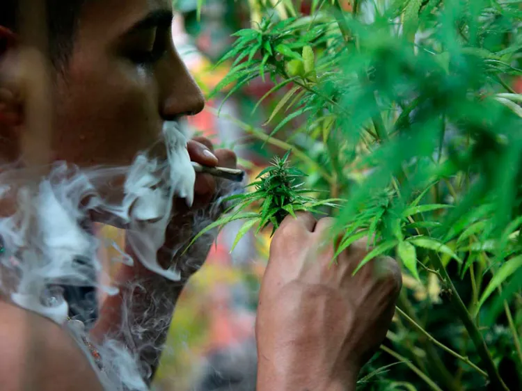 ¿Qué permite y qué prohíbe el uso lúdico de marihuana?