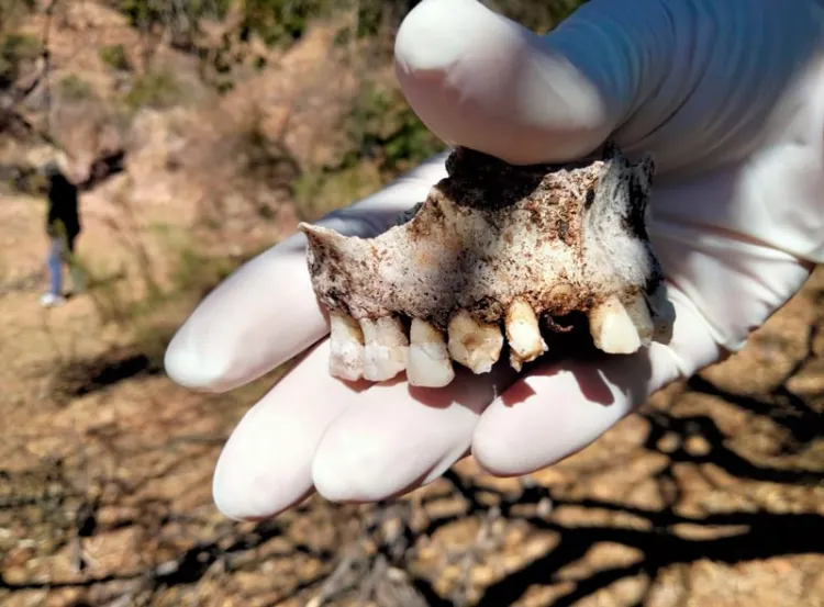 Localizan restos humanos en colonia Pueblitos