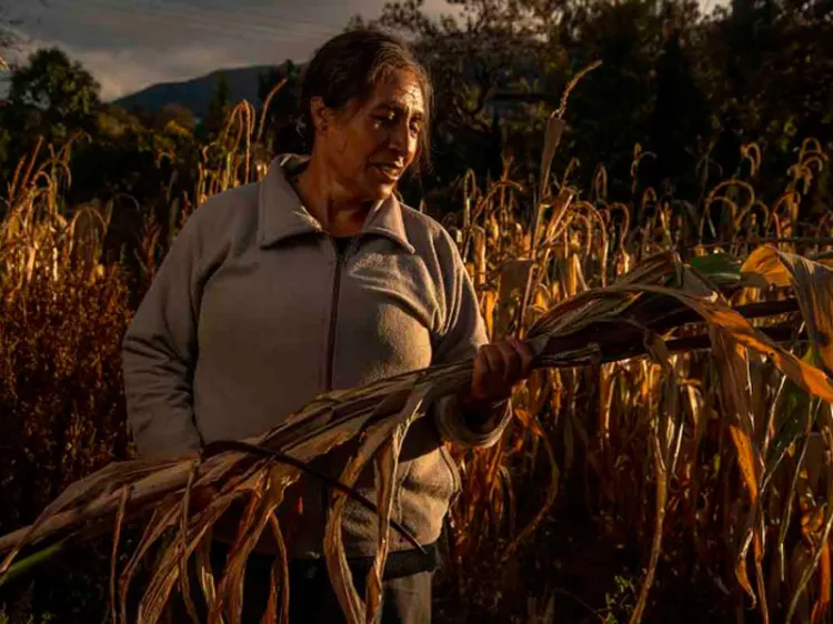 Bajo nivel de presas impactará producción de maíz en México