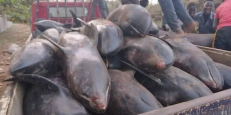 Mueren 60 delfines y otras especies de peces en playas de Ghana