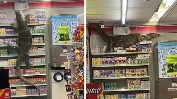 Lagarto gigante irrumpe en un supermercado y siembra el terror