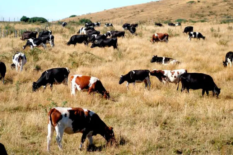 Panorama complicado para ganaderos por calor y sequía