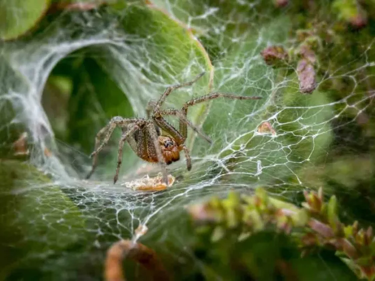 ¿Cómo suena una telaraña? Esto te perturbará