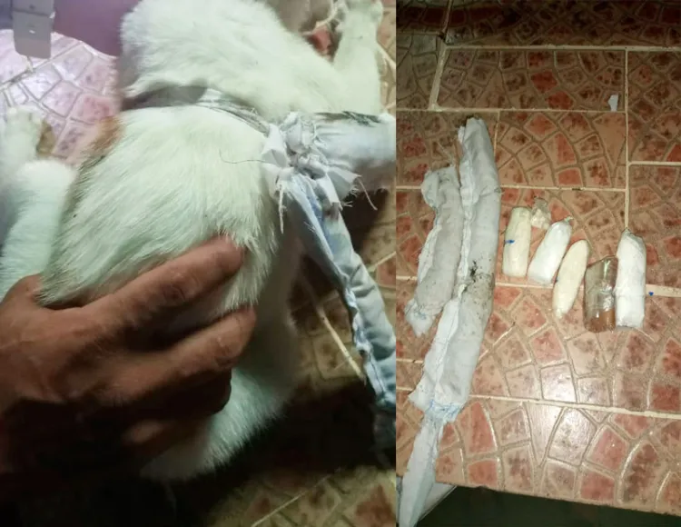 Cae gato lleno de droga que intentaba ingresar a cárcel