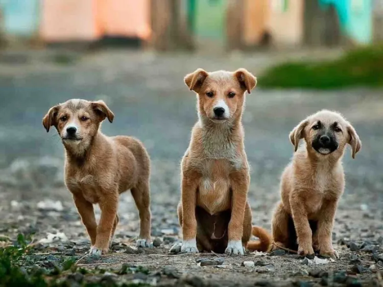 Cinco razas de perros que están en peligro de extinción