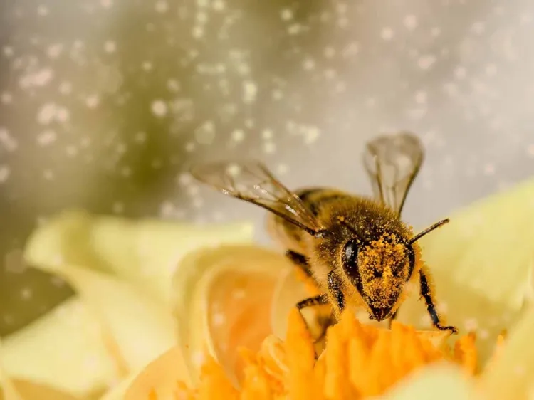 En Holanda entrenan abejas para encontrar contagios de Covid