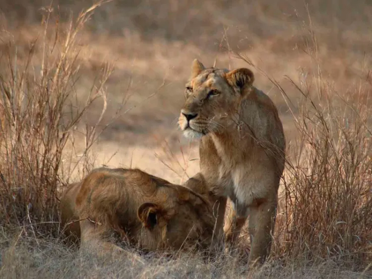 Covid mata a leona de zoológico de la India; varios animales contagiados