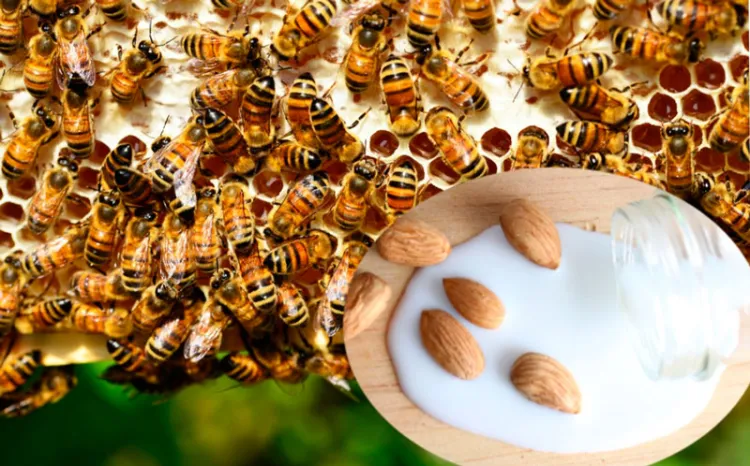 La producción de leche de almendras mata a millones de abejas; ésta es la razón