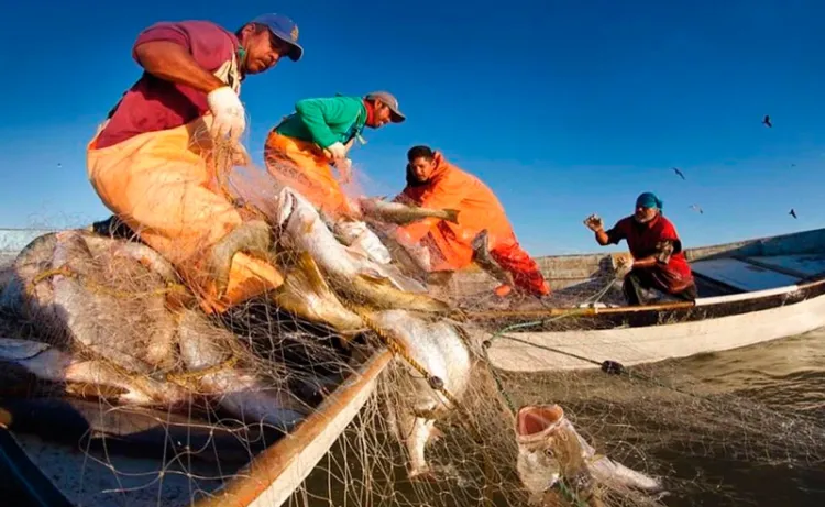 Proyectan nuevos sitios para la pesca en Guaymas