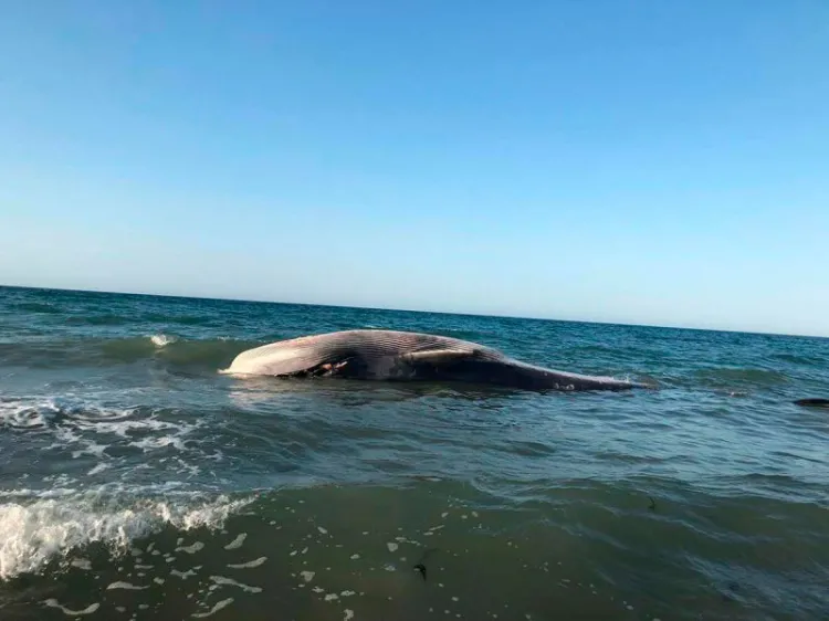 Ballena rescatada en Puerto Peñasco aparece muerta