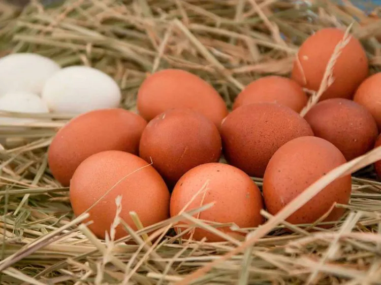 ¡Ah, huevo! ¿Cuál es más nutritivo, el blanco o el rojo?