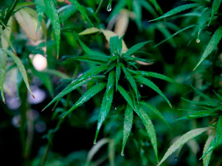 SCJN publica sentencia sobre uso lúdico de la mariguana