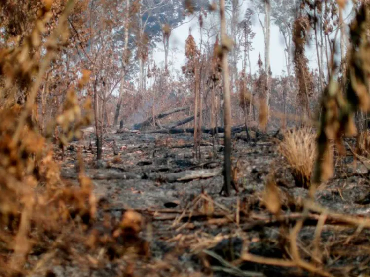 La Amazonia se transforma en emisor de CO2, alertan