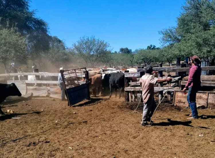 “Autoridades deben solidarizarse con el sector ganadero”