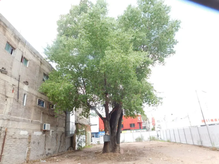 Aplicarán Ley del Árbol ante intento de destruir especies protegidas