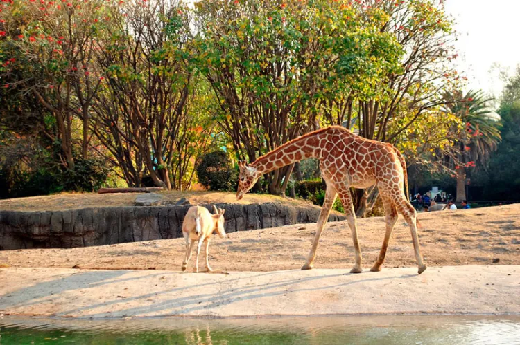 Ningún animal en zoológicos de México se ha contagiado de Covid-19: Azcram