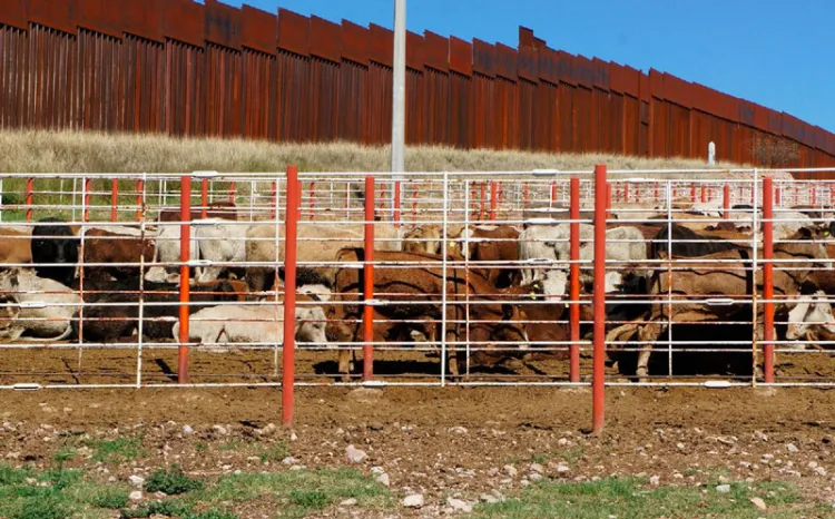 Entra en vigor acuerdo de movilización de ganado de alto registro entre México y EU