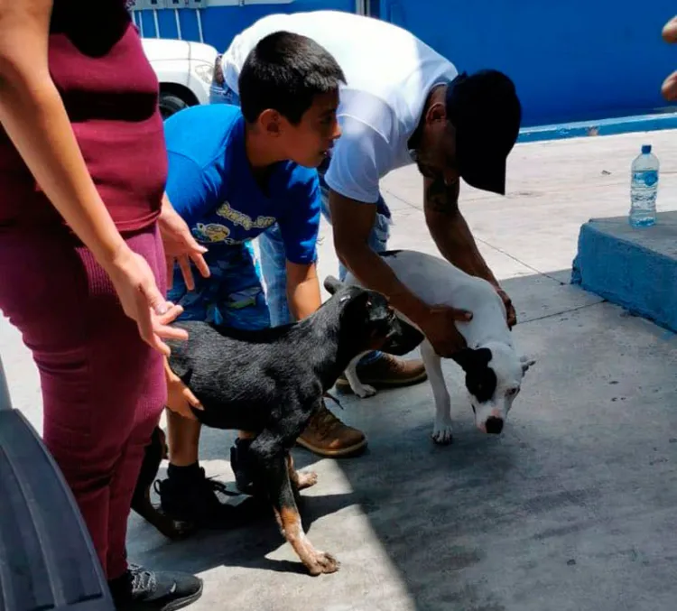 Crece esterilización de mascotas