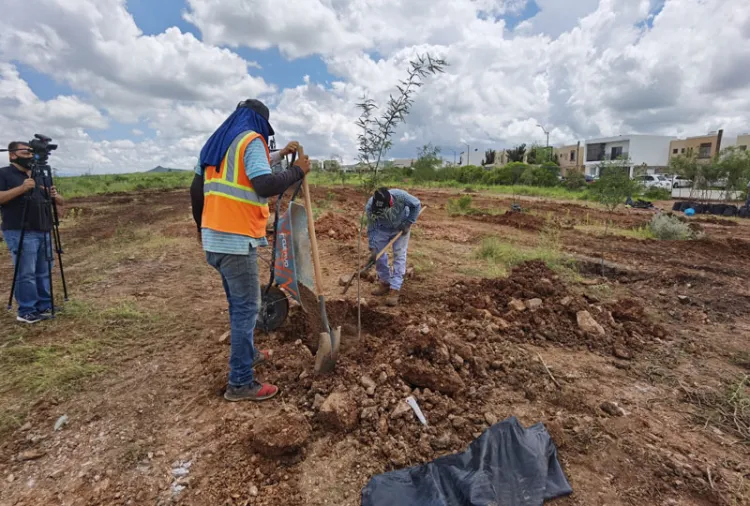 Reforestan zona al sur de Nogales