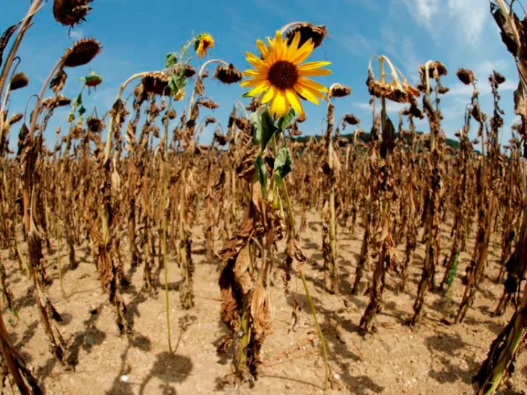 El mundo está en “código rojo”: ONU sobre el cambio climático