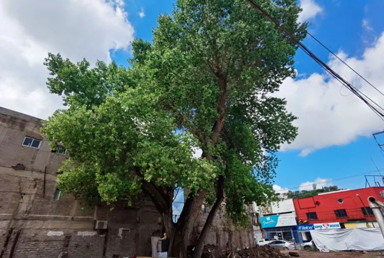 “No se moverá árbol centenario”