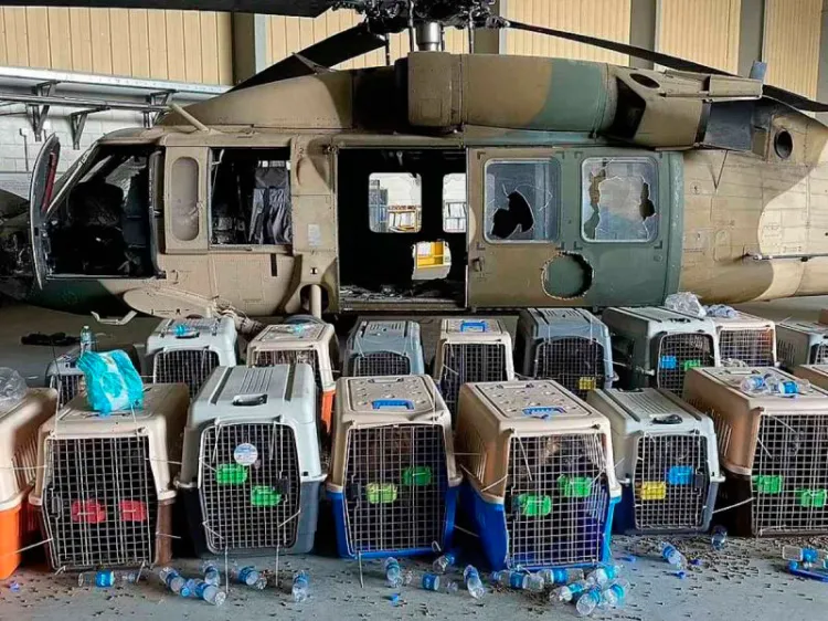 EU abandona a decenas de perros de trabajo en Afganistán