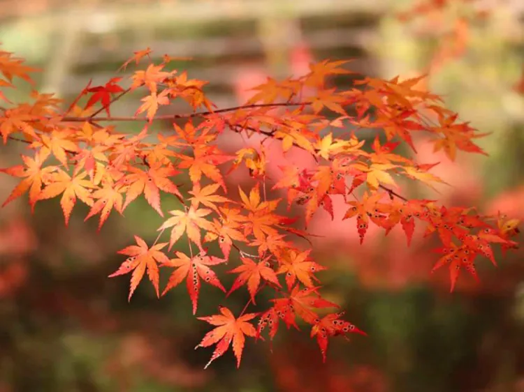 Este miércoles inicia equinoccio de otoño