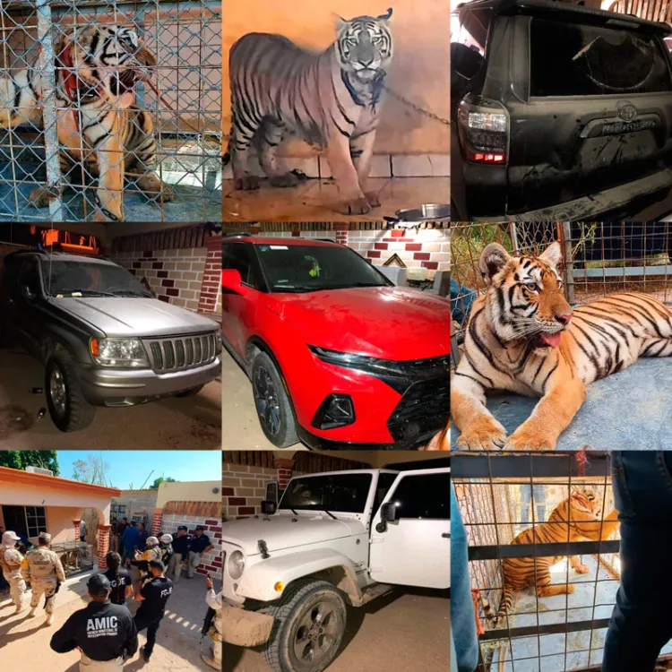 Aseguran armas, vehículos y un tigre de Bengala