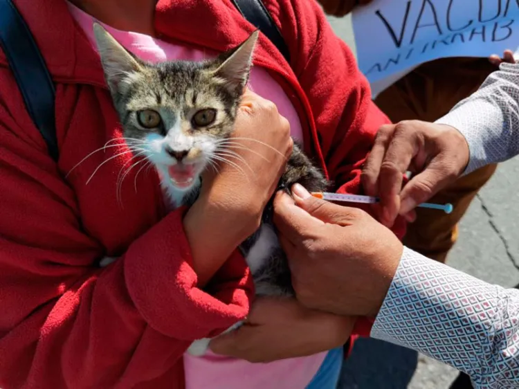 Responden nogalenses a campaña antirrábica