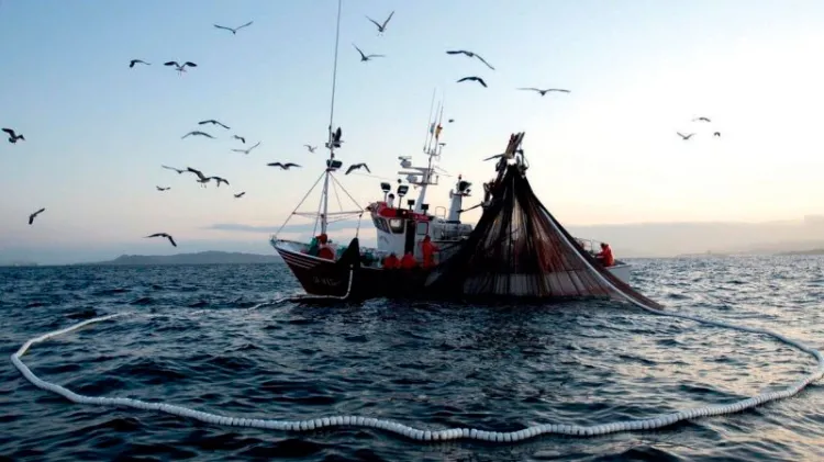 En riesgo el sector pesquero de Sonora: Oceana