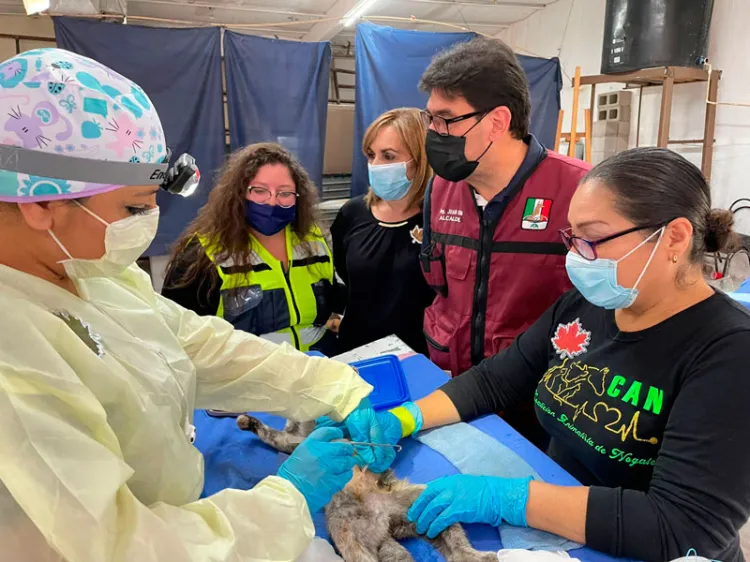 Responden a la jornada de esterilización de mascotas