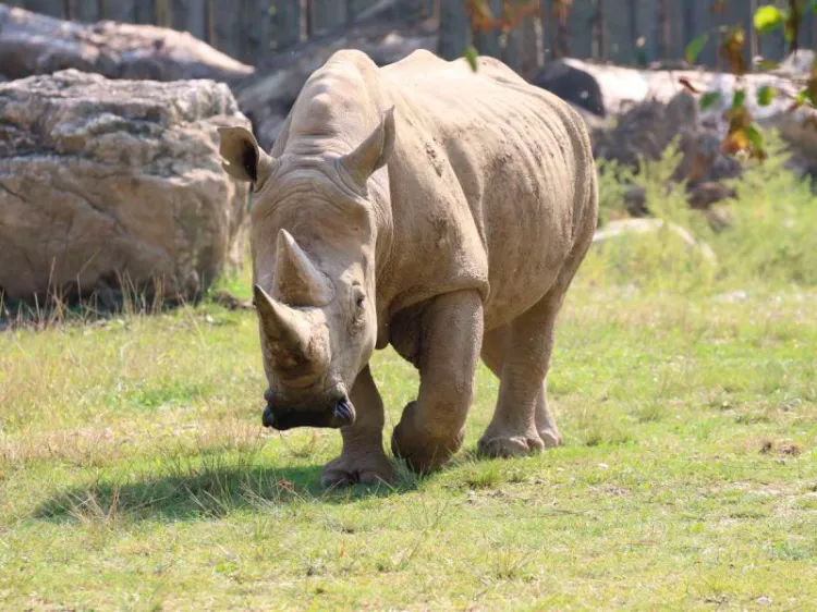 Muere “Toby”, el rinoceronte blanco más viejo del mundo, a los 54 años